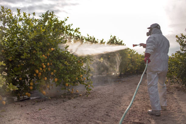 Wasp Removal Services in Alorton, IL