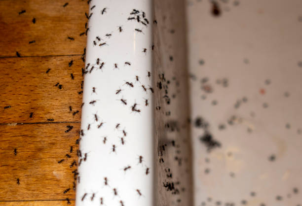 Best Pest Prevention Services  in Alorton, IL