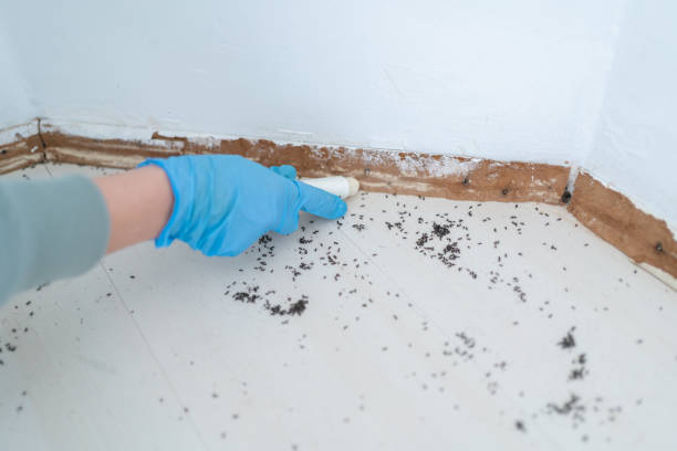 Best Mosquito Control Services  in Alorton, IL